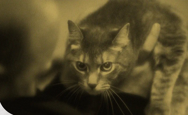 Dillinger, a grey tabby cat, glaring
